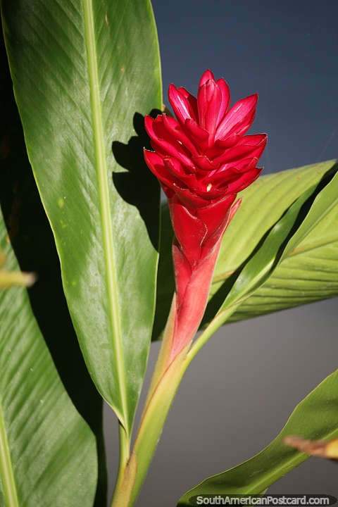 Con grandes hojas verdes, esta exótica flor roja prospera junto al río en Mompos. (480x720px). Colombia, Sudamerica.