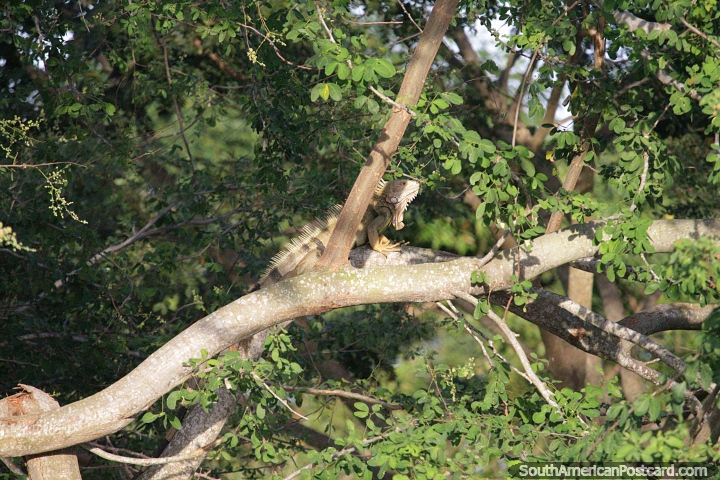 Spot iguanas in trees while on a river cruise in Mompos. (720x480px). Colombia, South America.