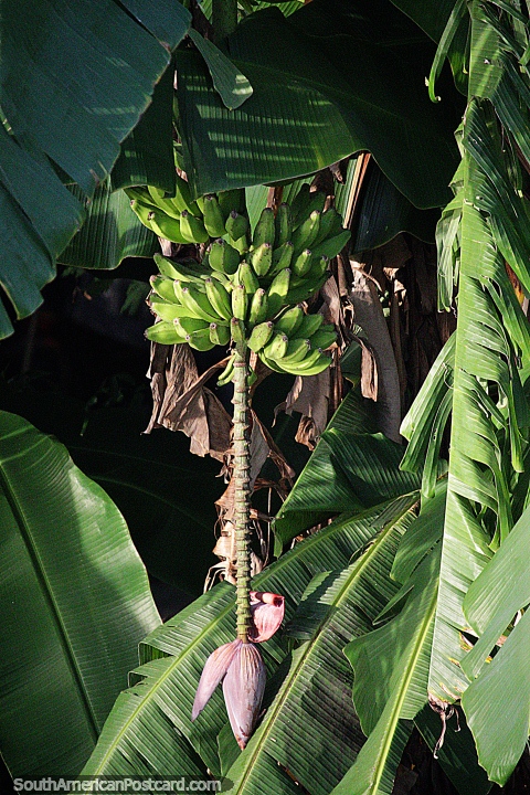 Cacho de bananas sob o peso de uma bomba roxa na natureza ao lado do rio em Mompos. (480x720px). Colmbia, Amrica do Sul.