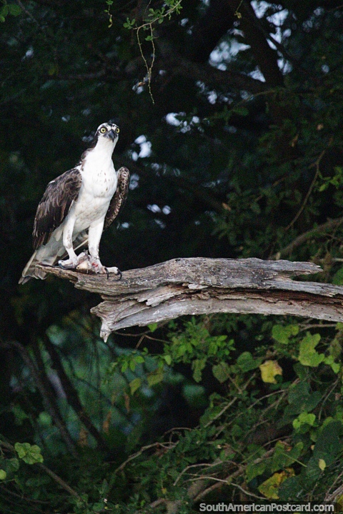 Falco cinza e branco em uma rvore acima do rio em Mompos, observao da natureza. (480x720px). Colmbia, Amrica do Sul.