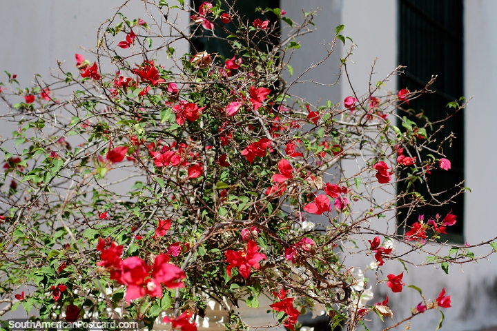 Brighten the streets with amazing flowers and plants in Mompos, I see red. (720x480px). Colombia, South America.
