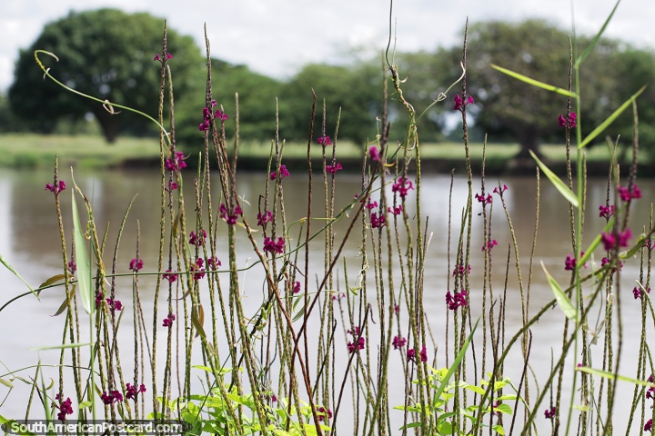 Passe o tempo em Mompos caminhando  beira do rio e apreciando a beleza da natureza. (720x480px). Colmbia, Amrica do Sul.