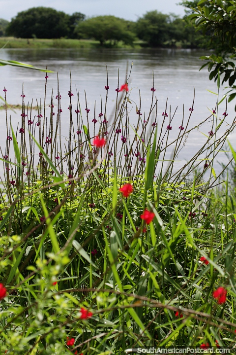 Pequenas flores roxas e vermelhas ao lado do rio em Mompos, um lugar tranquilo. (480x720px). Colmbia, Amrica do Sul.