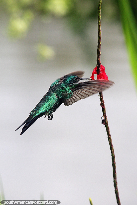 Hummingbird flies to a red flower for food beside the river in Mompos. (480x720px). Colombia, South America.