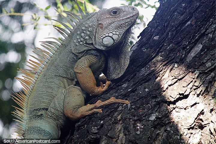 Uma iguana grande parece feliz nesta árvore perto do rio em Mompos. (720x480px). Colômbia, América do Sul.