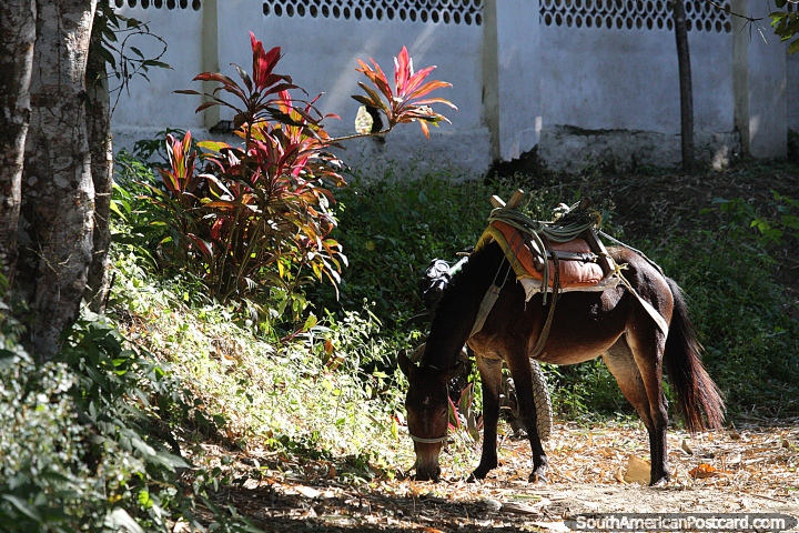 Cavalo castanho descansa e come com a natureza em Minca. (720x480px). Colômbia, América do Sul.