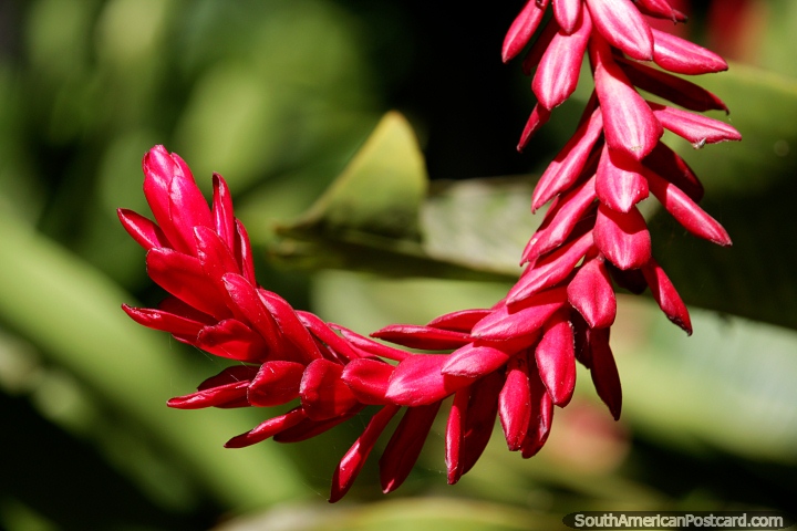 Flor vermelha em forma de um grande cacho, explore Minca para ver a bela flora. (720x480px). Colômbia, América do Sul.