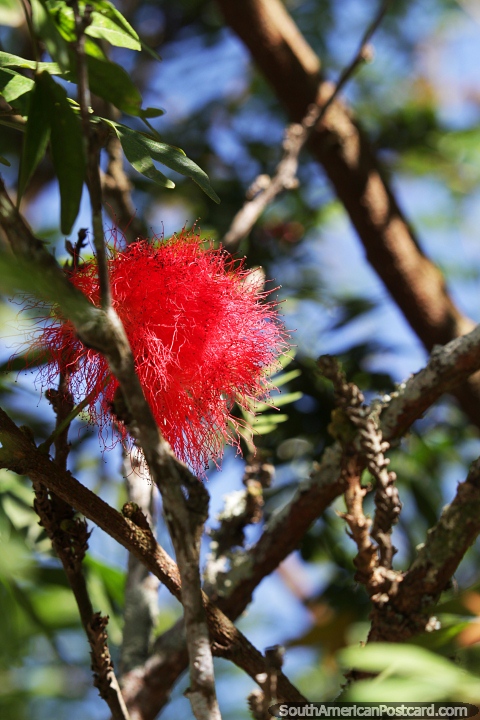 Como uma bola de esponja vermelha fofa, uma flor no alto de uma árvore em Minca. (480x720px). Colômbia, América do Sul.