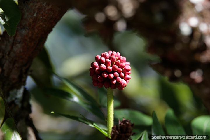 Like a red raspberry, an interesting plant and flower in Minca. (720x480px). Colombia, South America.