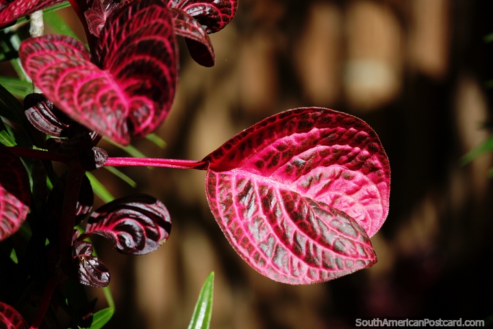 Uma mistura de roxo e rosa, uma bela folha, flora exótica em Minca. (720x480px). Colômbia, América do Sul.