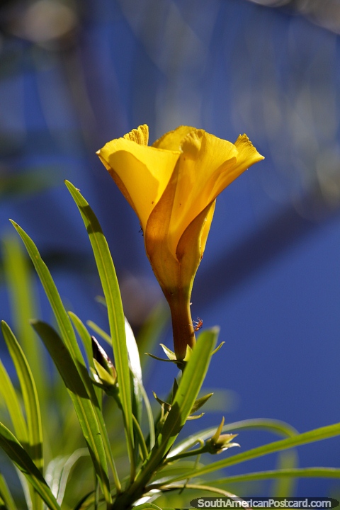 La flor amarilla se abre y toma el sol en la luz del sol en Minca. (480x720px). Colombia, Sudamerica.