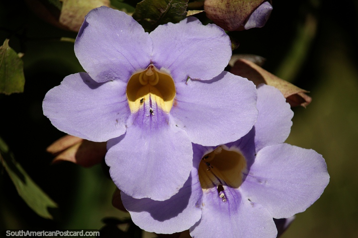 Pair of purple flowers with yellow interior, Minca is a good place to explore nature. (720x480px). Colombia, South America.