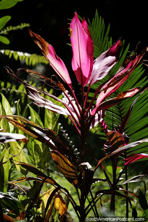 Big pink leaves and beautiful gardens with ferns in Minca. (480x720px). Colombia, South America.