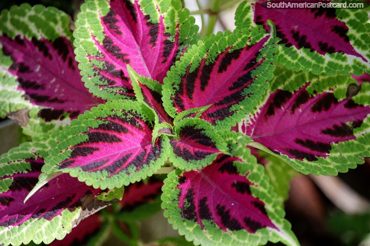 Green leaves with pink interior and nice texture, colorful flora in Minca. (720x480px). Colombia, South America.
