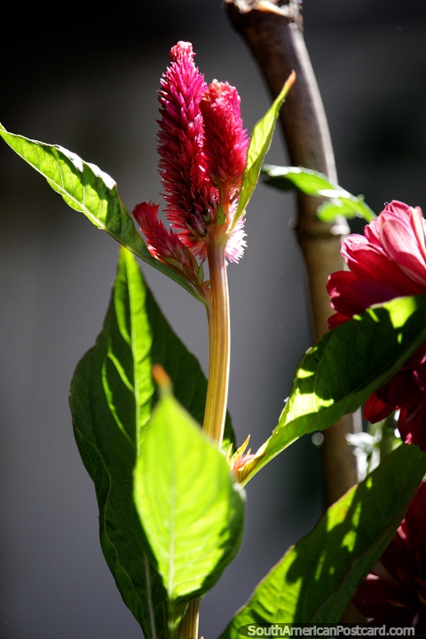 Pequena flor começando a crescer no clima agradável de Minca, tropical e fresco. (480x720px). Colômbia, América do Sul.