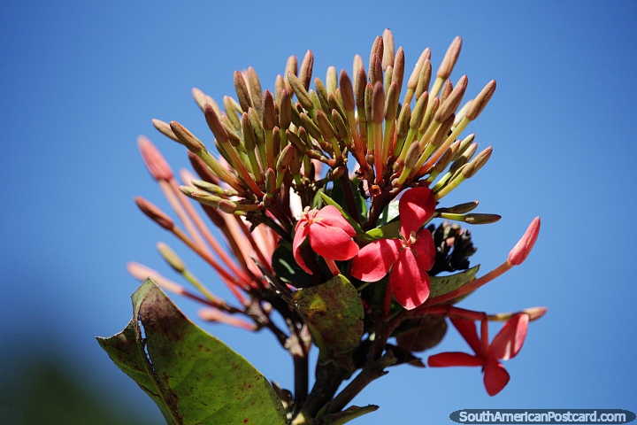Grande variedade de botões de flores alcançam o céu azul de Minca. (720x480px). Colômbia, América do Sul.