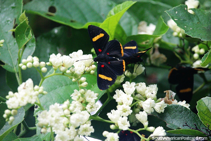 Butterflies and flowers seen beside the Magdalena River in Neiva. (720x480px). Colombia, South America.