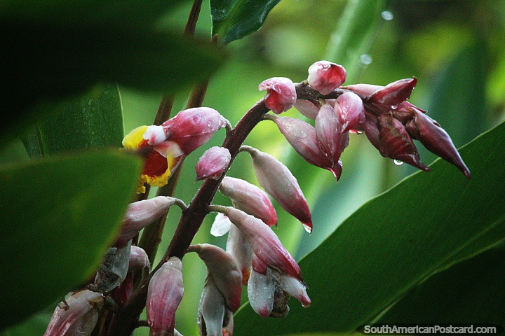 Wet pink buds ready to bloom into flowers, nature beside the river in Neiva. (720x480px). Colombia, South America.