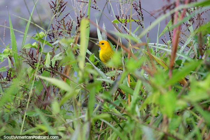Pequeño pájaro amarillo busca comida en la hierba del río Neiva. (720x480px). Colombia, Sudamerica.