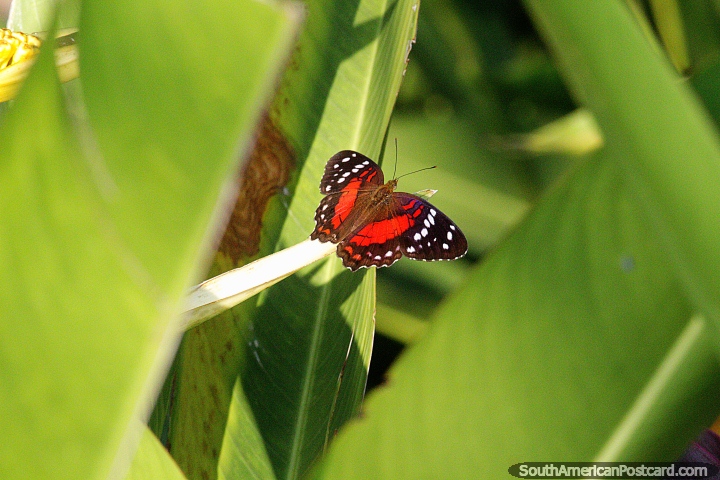 Mariposa, roja, marrón y negra con manchas blancas, ribera, Neiva. (720x480px). Colombia, Sudamerica.