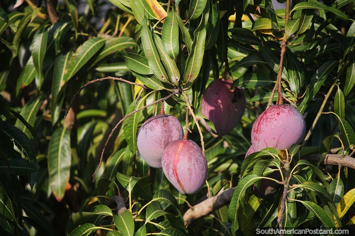 El mango crece en los árboles sobre el río, madurando al sol en Neiva. (720x480px). Colombia, Sudamerica.