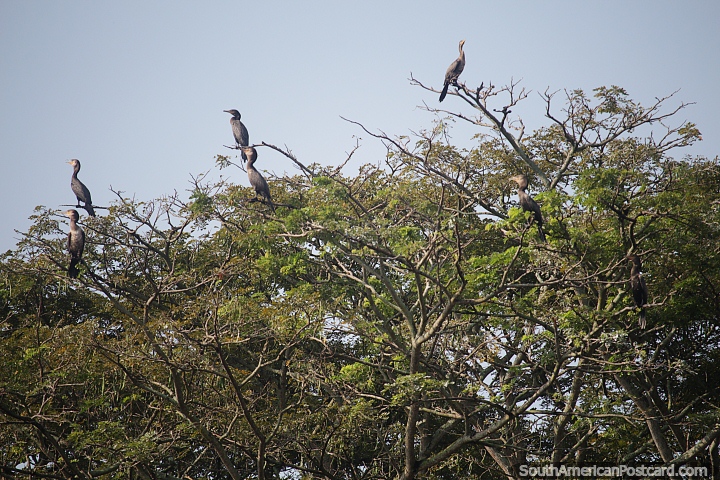 Os pássaros do rio sentam-se no alto das árvores acima do rio Magdalena, em Neiva. (720x480px). Colômbia, América do Sul.
