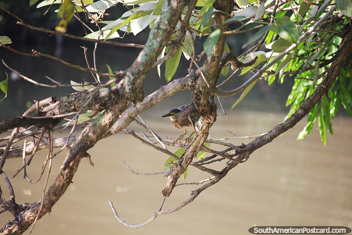 Pássaro camuflado na árvore, em busca de comida, à beira-rio em Neiva. (720x480px). Colômbia, América do Sul.