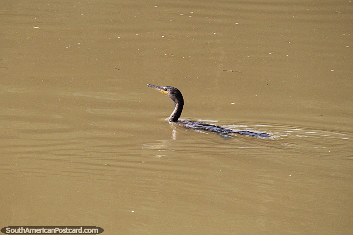 Um pássaro do rio nas águas do rio Magdalena em Neiva. (720x480px). Colômbia, América do Sul.