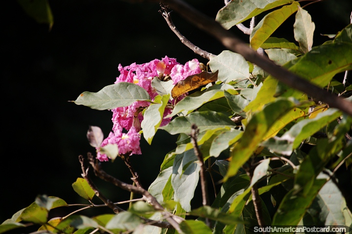Ptalas de rosa enrugadas comeam a florescer ao sol junto ao rio em Neiva. (720x480px). Colmbia, Amrica do Sul.
