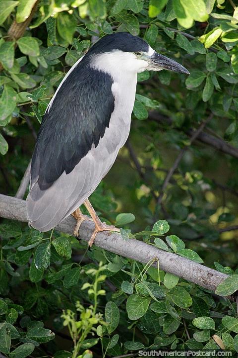 Um pássaro grande repousa em uma árvore no rio em Neiva, perto da ponte. (480x720px). Colômbia, América do Sul.