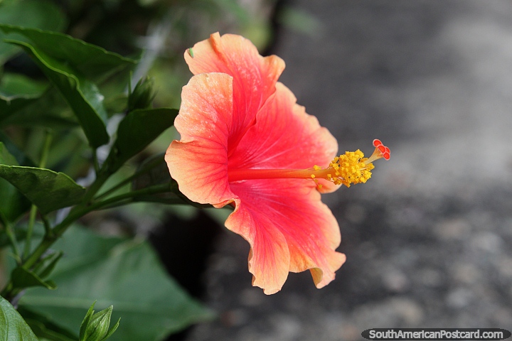 Flor grande de cor laranja e rosa com interior de pequenas almofadas amarelas e vermelhas, Neiva. (720x480px). Colômbia, América do Sul.