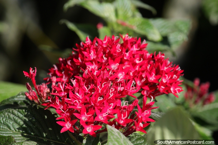 Flor roja delicada con puntas blancas y pelos finos, la flora de Neiva. (720x480px). Colombia, Sudamerica.