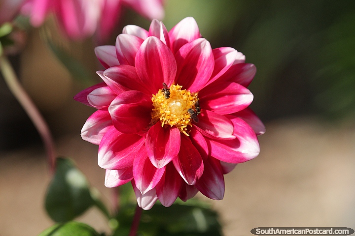 Insects gather the pollen from the center of a pink flower in Neiva. (720x480px). Colombia, South America.