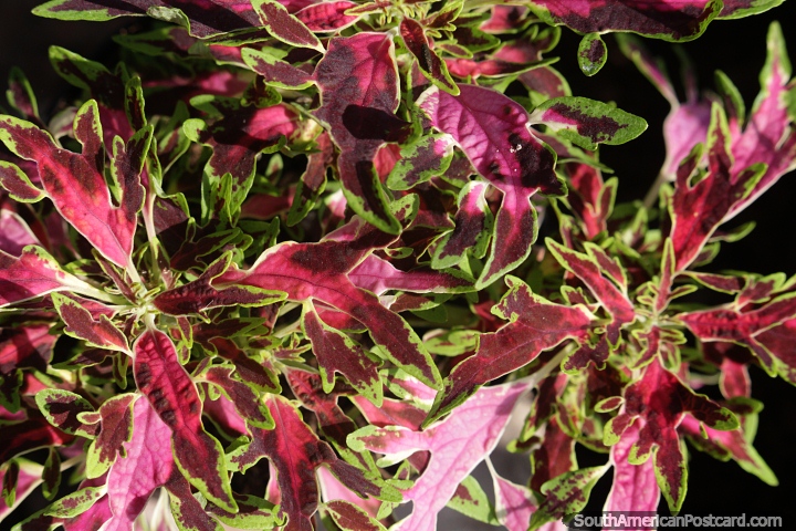 Emaranhado de folhas de formato aleatório, como uma teia de aranha, rosa e verde, Neiva. (720x480px). Colômbia, América do Sul.