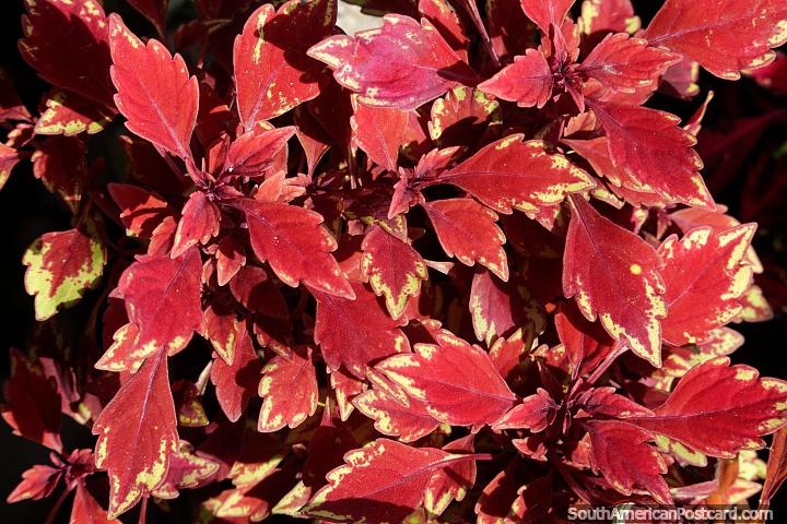 Folhas marrons com bordas irregulares se aquecem ao sol em Neiva. (720x480px). Colômbia, América do Sul.
