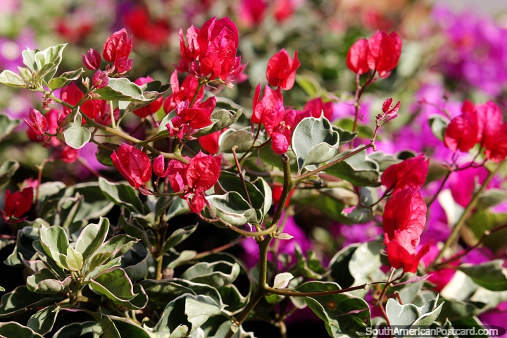 Um jardim de folhas vermelhas e roxas, bela flora em Neiva. (720x480px). Colmbia, Amrica do Sul.