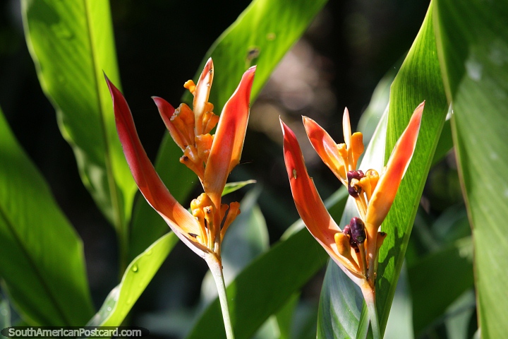 Exotic orange plant in the sunlight on the riverbanks in Neiva. (720x480px). Colombia, South America.