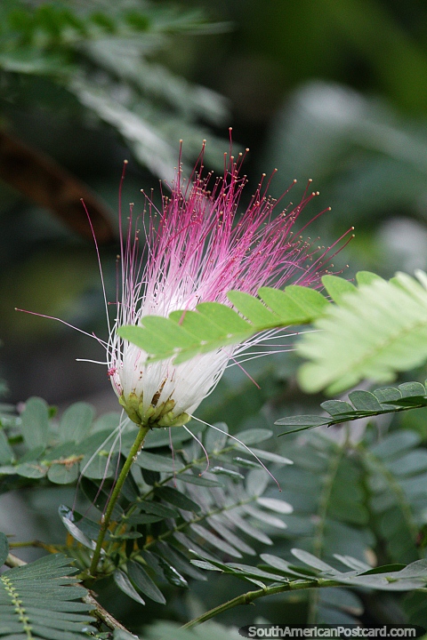 Flor em forma de pincel com longos cabelos rosa e brancos na margem do rio em Neiva. (480x720px). Colmbia, Amrica do Sul.