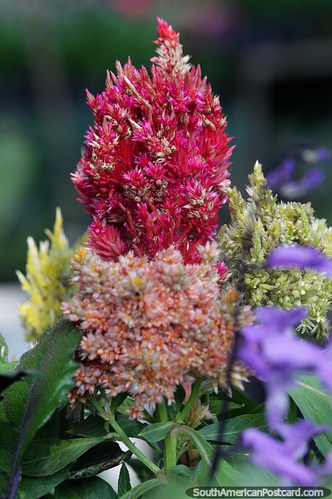 Flor densamente formada, muy extica, variedad roja y naranja que se encuentra en Neiva. (480x720px). Colombia, Sudamerica.