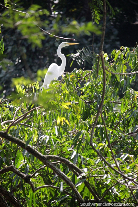 La cigüeña blanca se asienta en los árboles encaramados sobre el río en Neiva. (480x720px). Colombia, Sudamerica.