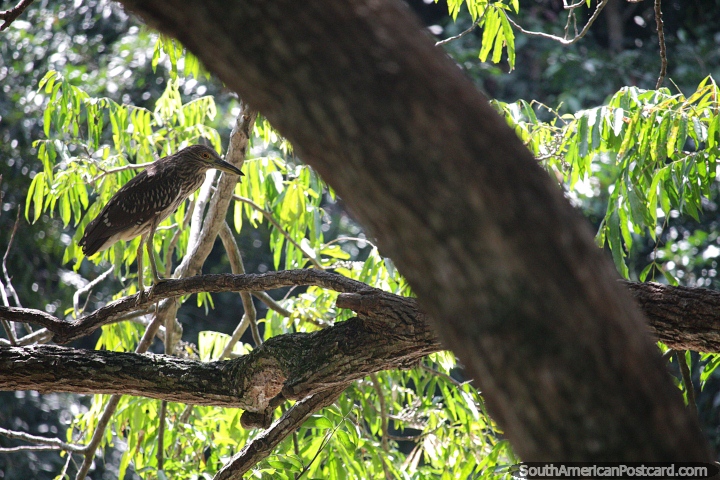 Look for wildlife in the trees beside the river in Neiva, brown bird. (720x480px). Colombia, South America.