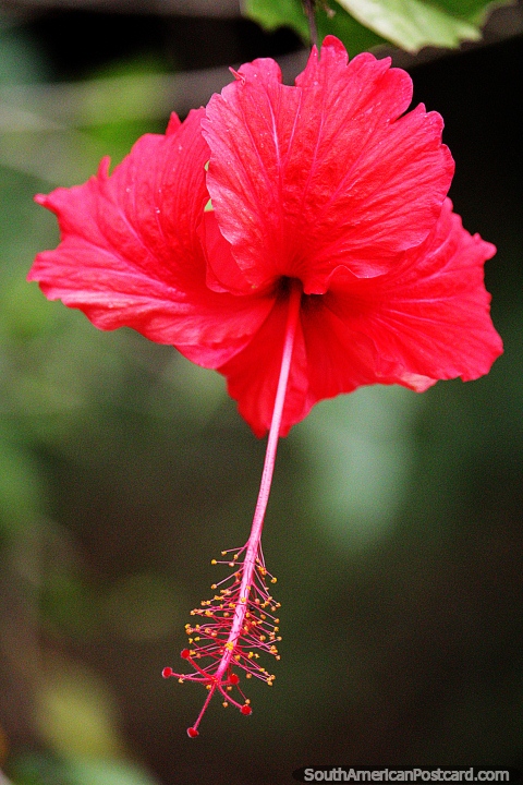 Delicado caule e ponta de uma flor vermelha brilhante em Florencia. (480x720px). Colômbia, América do Sul.