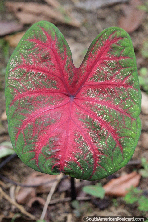 Large green leaf with pink interior and veins in Florencia. (480x720px). Colombia, South America.