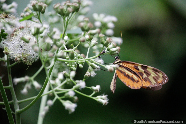 Orange butterfly lands on flowers to look for food in Florencia. (720x480px). Colombia, South America.