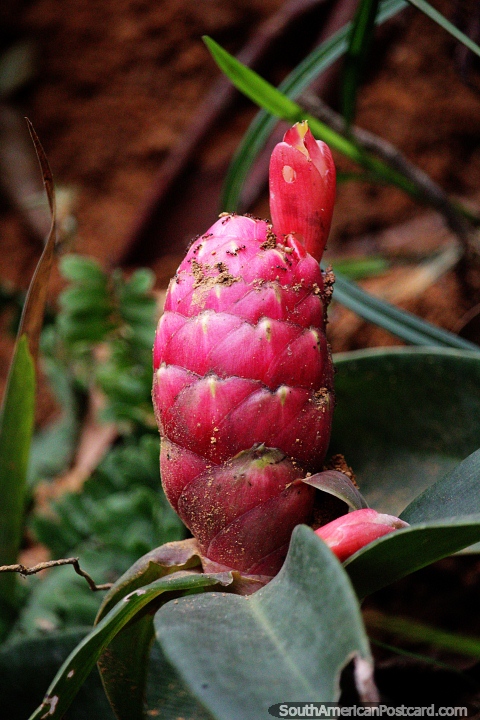 Exotic red flower, kind of like a cactus, nature in Florencia. (480x720px). Colombia, South America.