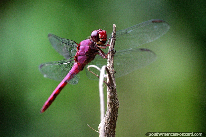 Red dragonfly perched on a twig, he has 2 sets of wings, Florencia. (720x480px). Colombia, South America.