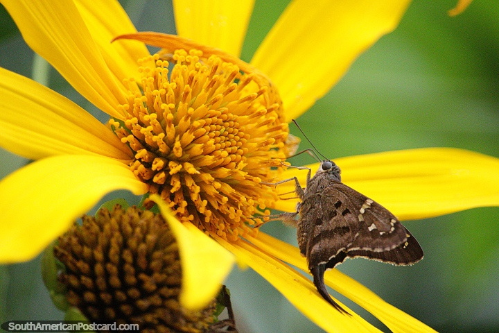Mariposa marrón aterriza sobre una flor amarilla para recolectar polen en Florencia. (720x480px). Colombia, Sudamerica.