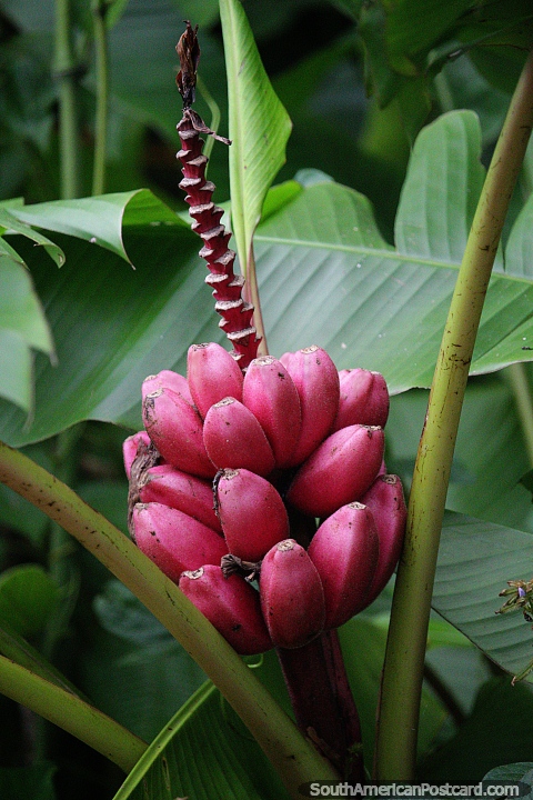 Los plátanos rosados crecen en el bosque de Florencia, visto mucho en Colombia. (480x720px). Colombia, Sudamerica.
