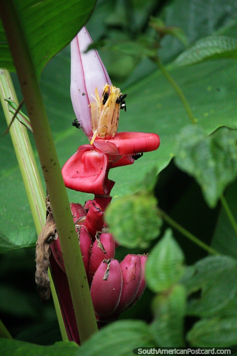 La planta de plátano rosa tiene varias secciones como la gran flor rosa en la parte superior, Florencia. (480x720px). Colombia, Sudamerica.