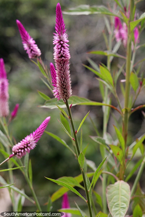 Flores largas y delgadas de color prpura bailan en la brisa, la naturaleza camina en Florencia. (480x720px). Colombia, Sudamerica.